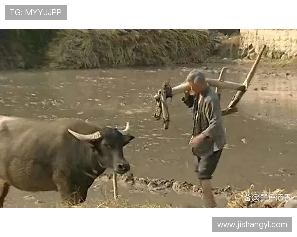 《福贵》：一场笑泪交织的人生悲喜剧，照见你我平凡而伟大的岁月